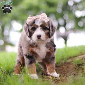 Pelle, Mini Bernedoodle Puppy